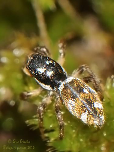 Salticus scenicus