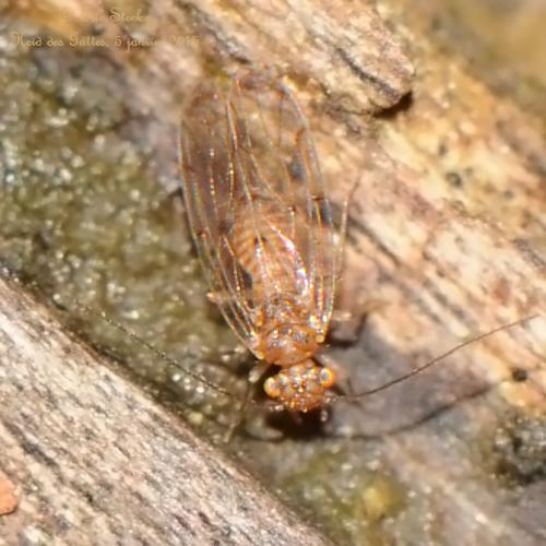 Ectopsocus sp.