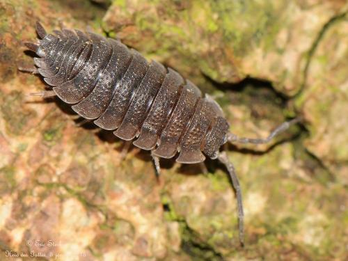 Réf. 134 081 : Porcellio scaber