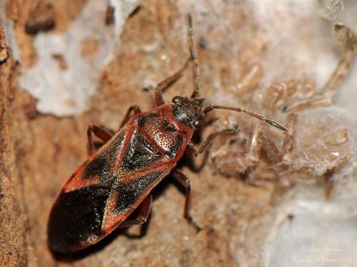 Réf. 134 953 : Arocatus sp.