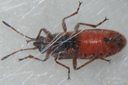 Arocatus sp.