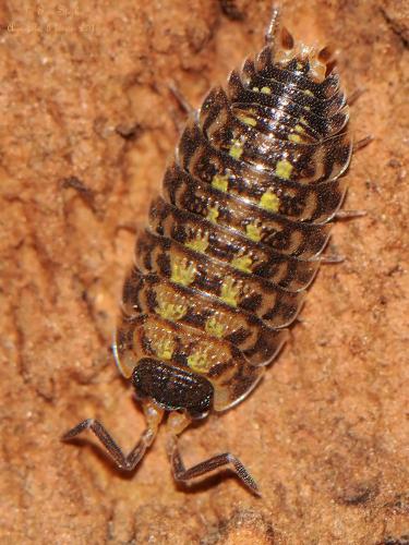 Réf. 134 981 : Porcellio spinicornis