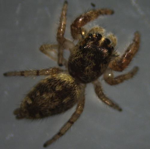 Macaroeris nidicolens