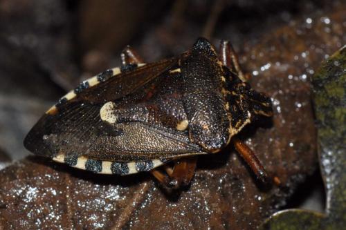 Pinthaeus sanguinipes