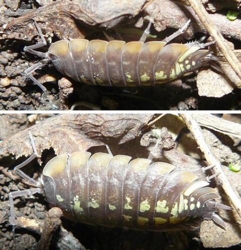 Porcellio duboscqui