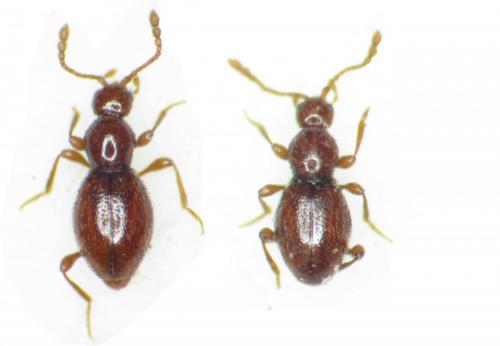 Scydmaenus sp.