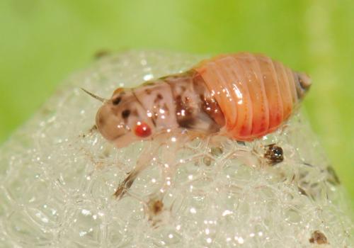 Aphrophora alni