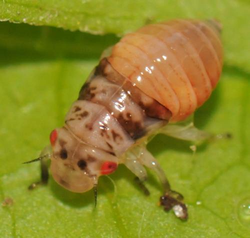Aphrophora alni