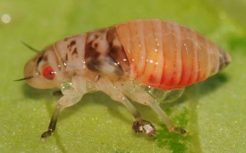 Aphrophora alni