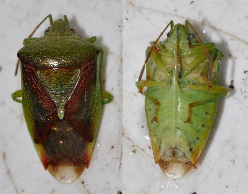 Réf. 134 300 : Elasmostethus interstinctus