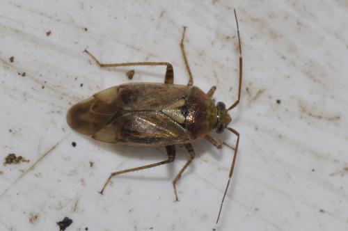Réf. 134 342 : Lygus rugulipennis