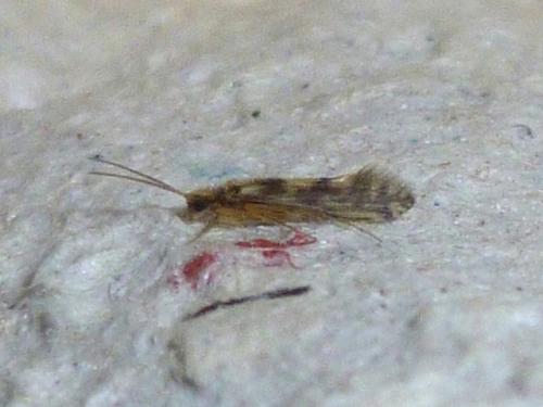 Réf. 134 864 : Agraylea sp.