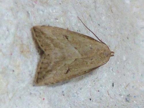 Hypenodes humidalis