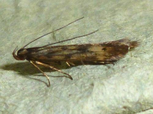 Réf. 134 866 : Monochroa lucidella