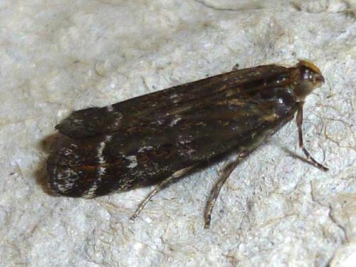 Réf. 134 873 : Phycitinae inconnu