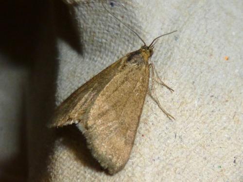 Réf. 134 877 : Pyrausta sp.