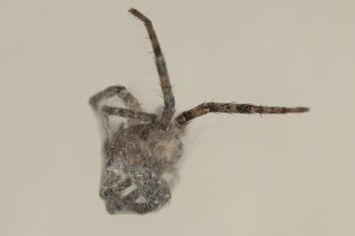 Philodromus sp.