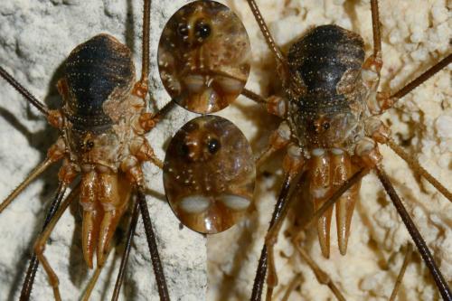 Phalangium opilio