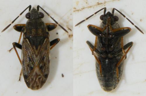 Réf. 134 343 : Peritrechus gracilicornis