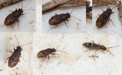 Stygnocoris sabulosus