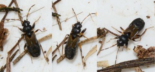 Ischnocoris angustulus