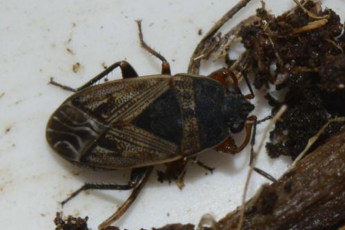 Trapezonotus arenarius