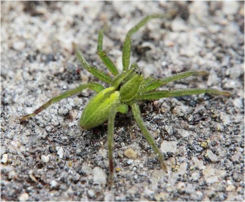Micrommata ligurina