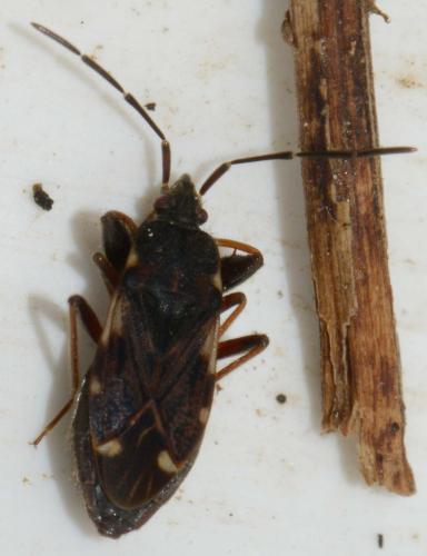 Réf. 134 667 : Eremocoris podagricus
