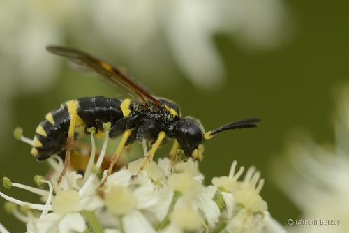 Zonuledo amoena