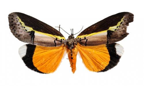 Réf. 134 381 : Eligma duplicata
