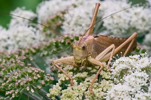 Tettigonia viridissima