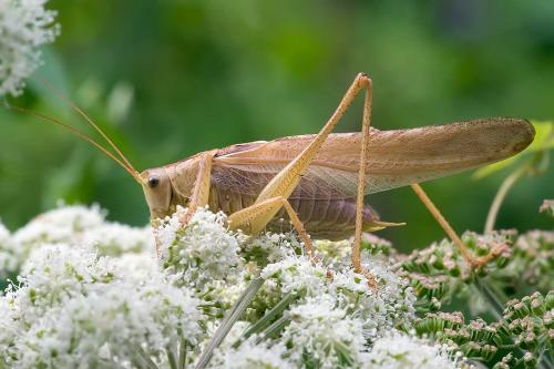 Réf. 134 675 : Tettigonia viridissima