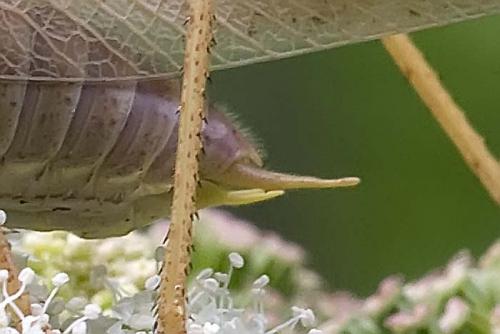 Tettigonia viridissima