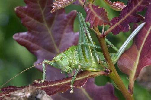 Réf. 134 550 : Tettigonia viridissima
