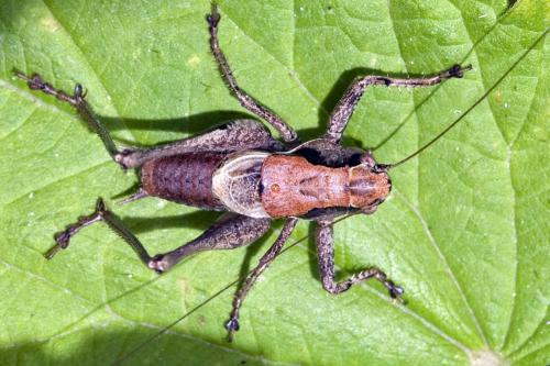 Pholidoptera griseoaptera
