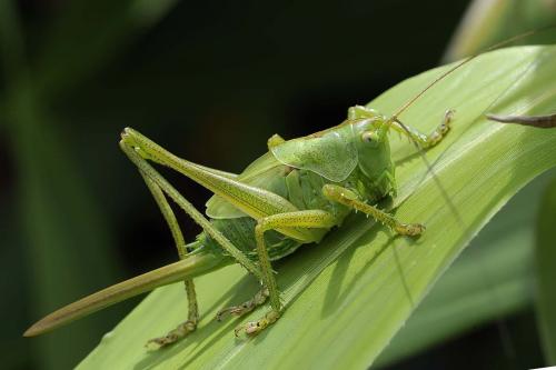 Réf. 134 584 : Tettigonia viridissima
