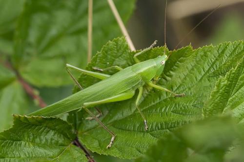 Réf. 134 984 : Ruspolia nitidula