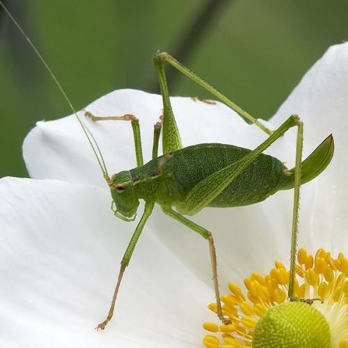 Leptophyes punctatissima
