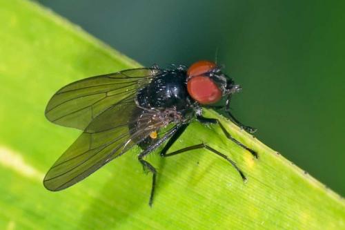 Réf. 134 450 : Azelia sp.