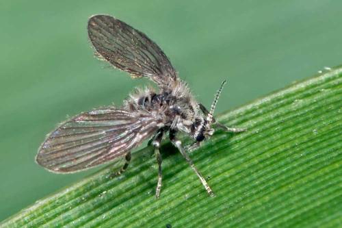 Réf. 134 275 : Pneumia trivialis