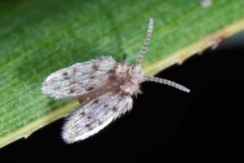 Psychoda erminea