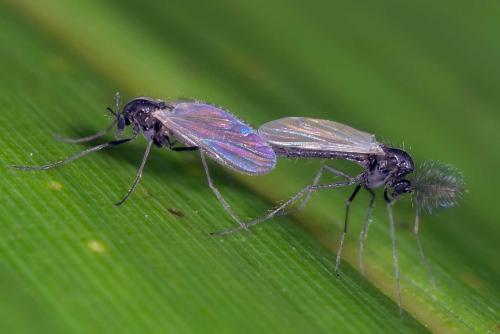 Réf. 134 439 : Orthocladiinae inconnu