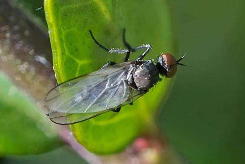 Empis sp.