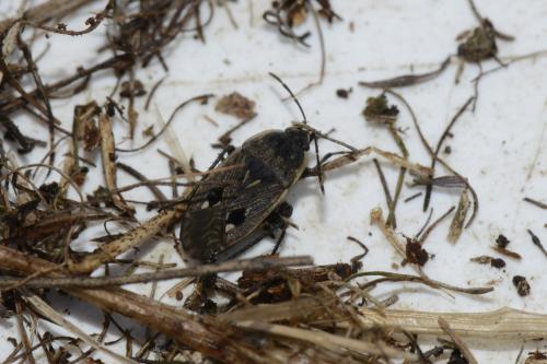 Graptopeltus lynceus