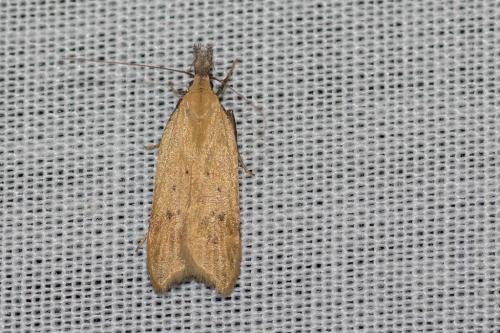 Dichomeris limosella
