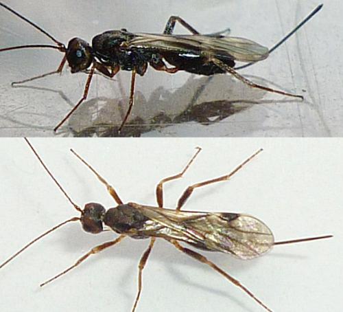 Dendrosoter sp.