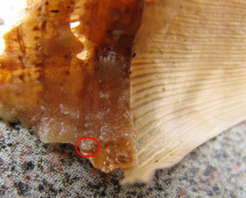 Rhizoglyphus sp.