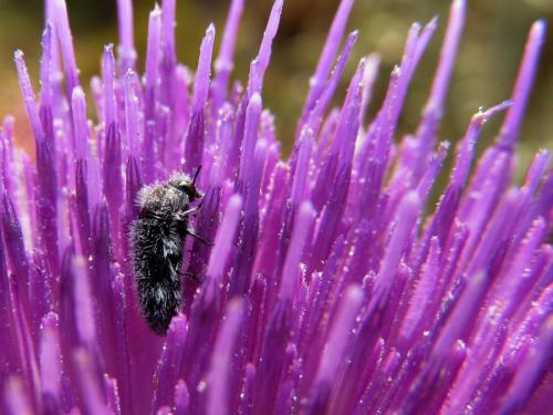 Réf. 134 513 : Acmaeoderella perroti perroti