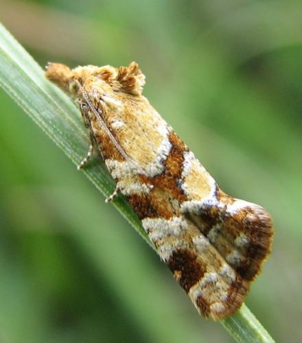 Réf. 134 266 : Aethes hartmanniana