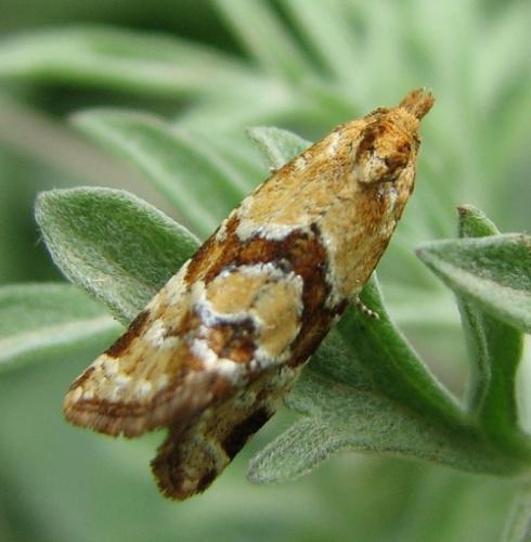 Réf. 134 267 : Aethes hartmanniana